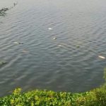 fish2