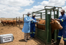 New Foot and Mouth Disease vaccination plan announced