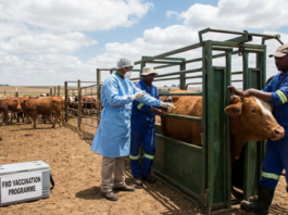 New Foot and Mouth Disease vaccination plan announced